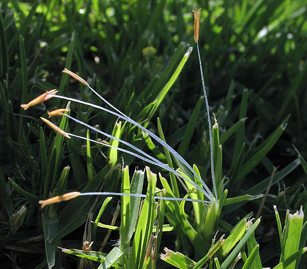 Detailed Picture 1 of Pennisetum clandestinum