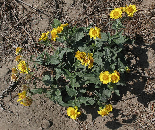 Detailed Picture 7 of Verbesina encelioides