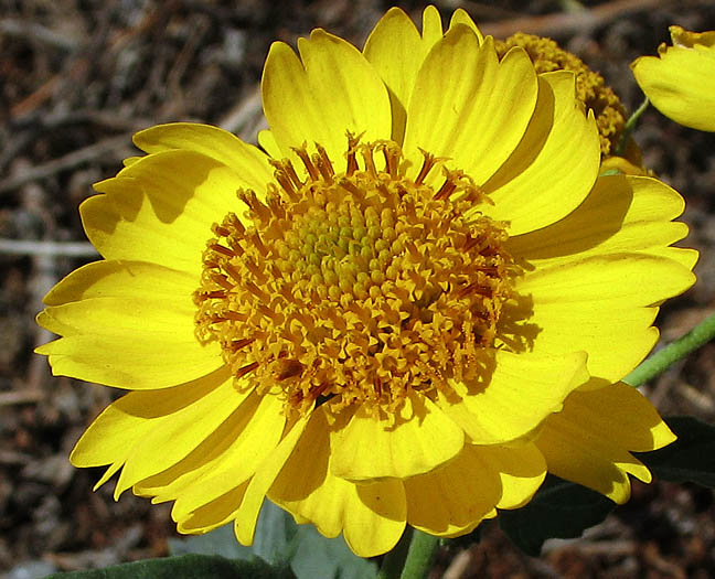 Detailed Picture 1 of Verbesina encelioides