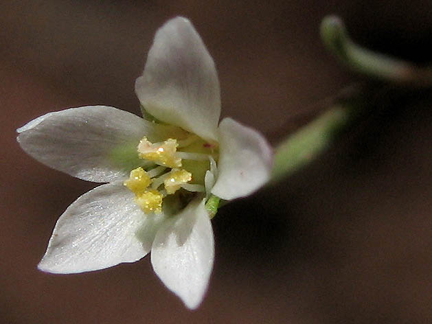 Detailed Picture 1 of Hesperolinon micranthum