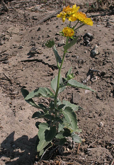 Detailed Picture 6 of Verbesina encelioides