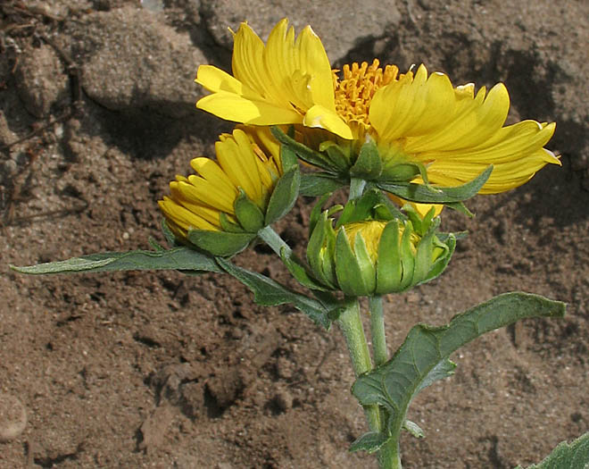 Detailed Picture 3 of Verbesina encelioides