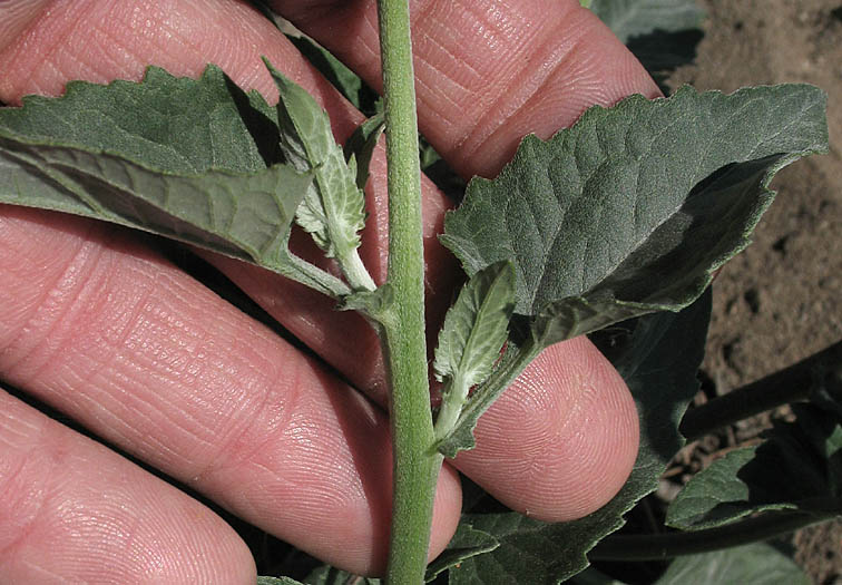 Detailed Picture 4 of Verbesina encelioides