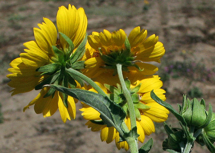 Detailed Picture 2 of Verbesina encelioides