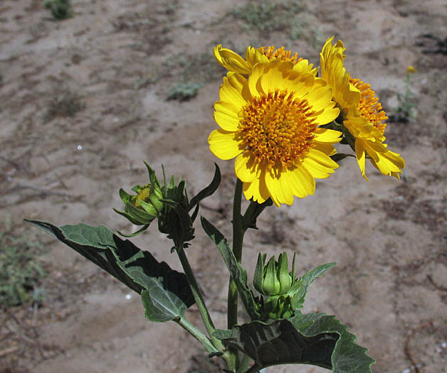 Detailed Picture 5 of Verbesina encelioides