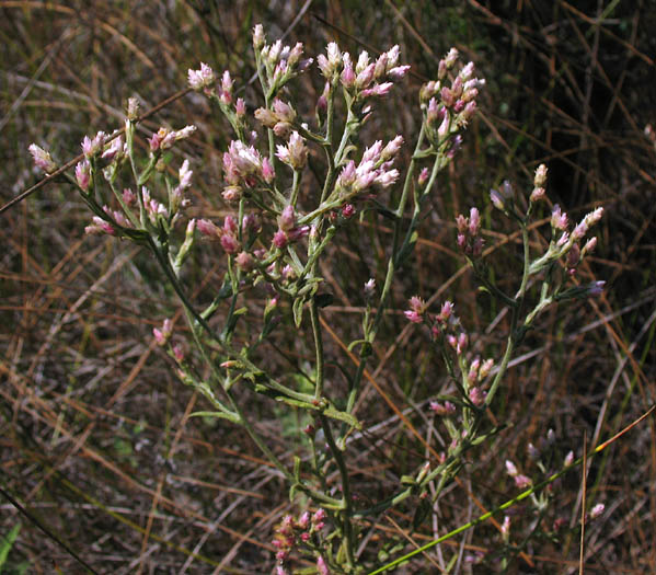 Detailed Picture 6 of Pseudognaphalium ramosissimum