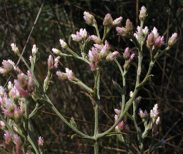 Detailed Picture 5 of Pseudognaphalium ramosissimum