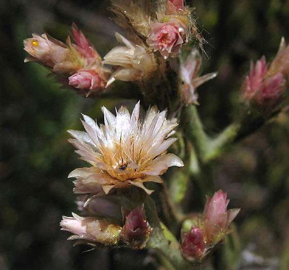 Detailed Picture 4 of Pseudognaphalium ramosissimum