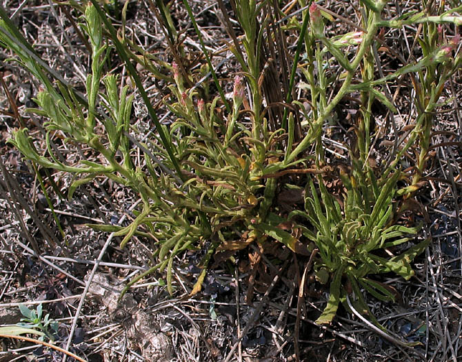 Detailed Picture 8 of Pseudognaphalium ramosissimum