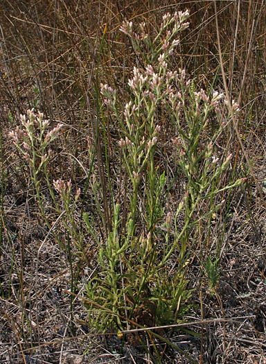 Detailed Picture 7 of Pseudognaphalium ramosissimum