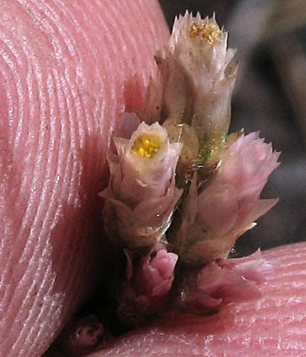 Detailed Picture 3 of Pseudognaphalium ramosissimum