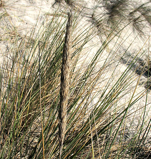 Detailed Picture 1 of Ammophila arenaria ssp. arenaria