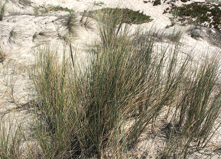 Detailed Picture 2 of Ammophila arenaria ssp. arenaria