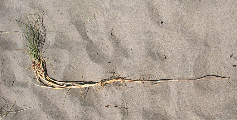 Detailed Picture 3 of Ammophila arenaria ssp. arenaria