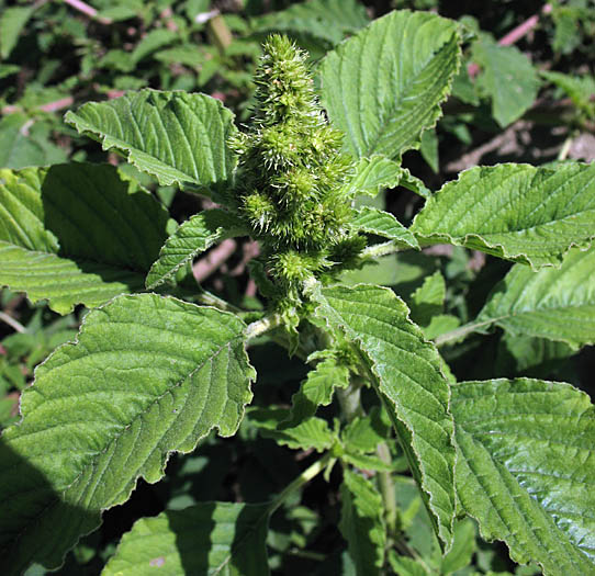 Detailed Picture 5 of Amaranthus retroflexus