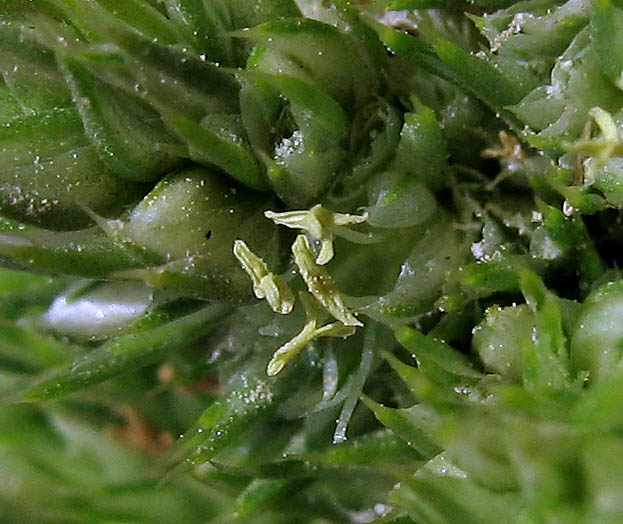 Detailed Picture 3 of Amaranthus retroflexus