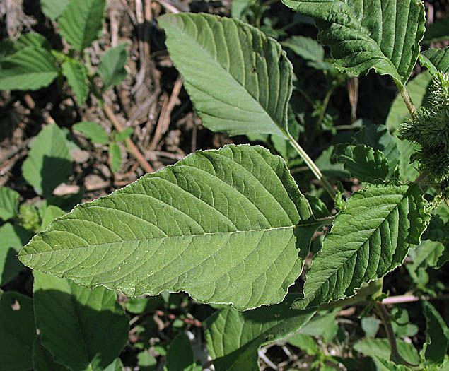 Detailed Picture 6 of Amaranthus retroflexus