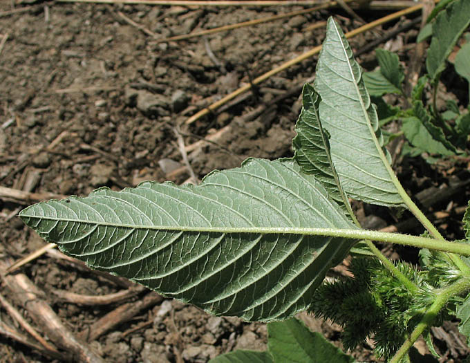 Detailed Picture 7 of Amaranthus retroflexus