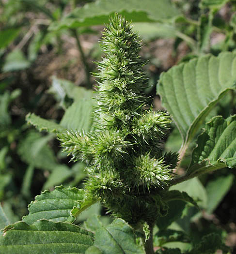 Detailed Picture 4 of Amaranthus retroflexus