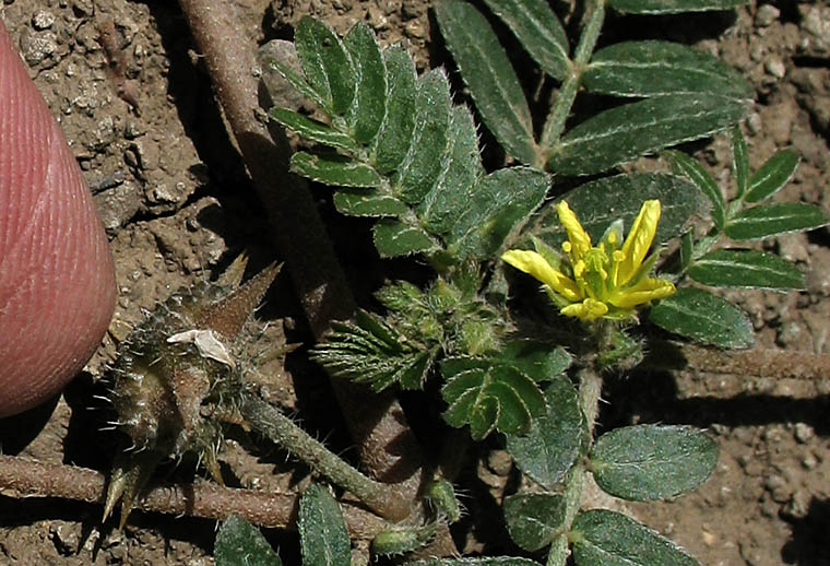 Detailed Picture 5 of Tribulus terrestris