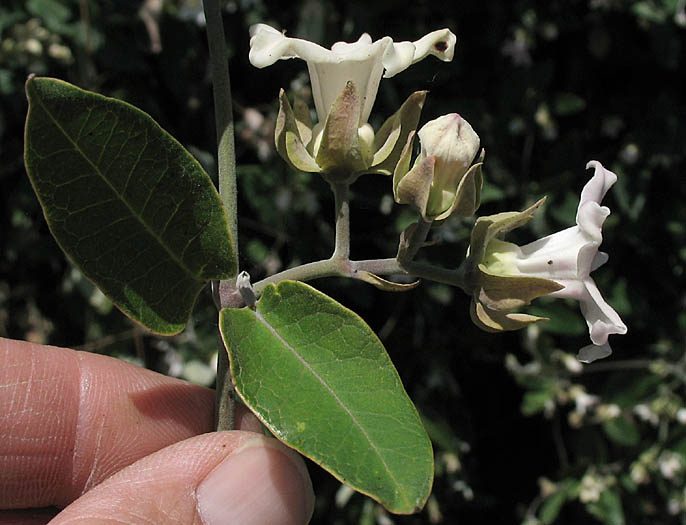 Detailed Picture 3 of Araujia sericifera