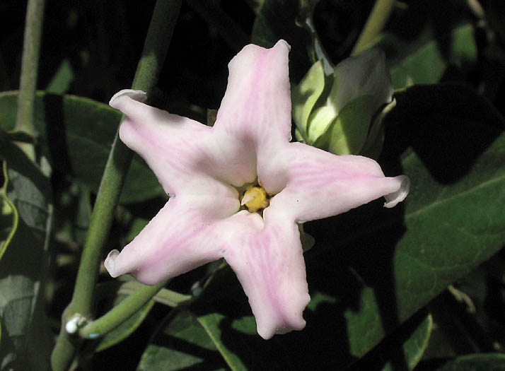 Detailed Picture 2 of Araujia sericifera