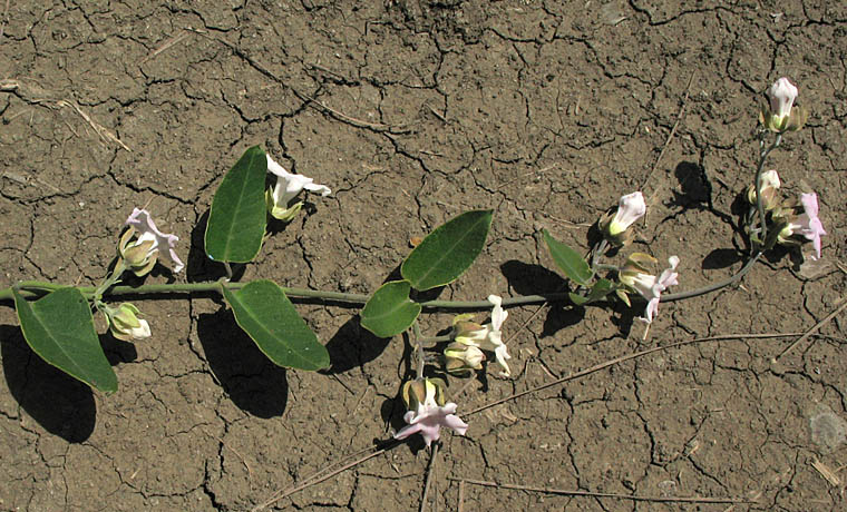 Detailed Picture 4 of Araujia sericifera