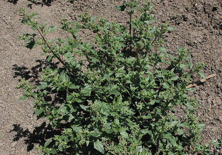 Detailed Picture 6 of Chenopodium murale