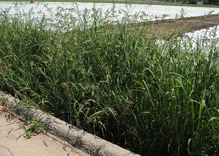 Detailed Picture 8 of Echinochloa crus-galli