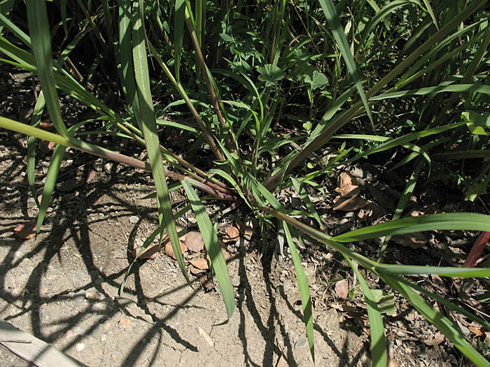 Detailed Picture 7 of Echinochloa crus-galli