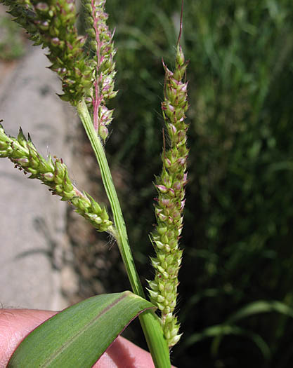 Detailed Picture 4 of Echinochloa crus-galli