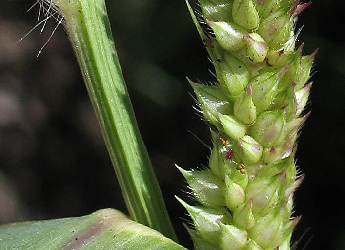 Detailed Picture 2 of Echinochloa crus-galli