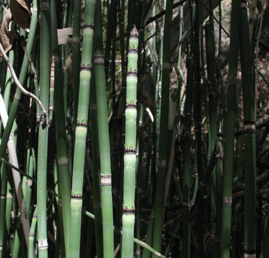 Detailed Picture 2 of Equisetum hyemale ssp. affine