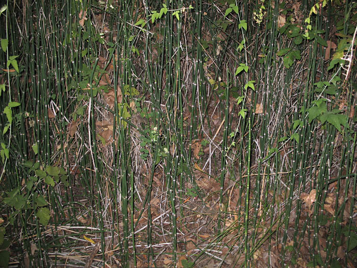 Detailed Picture 4 of Equisetum hyemale ssp. affine