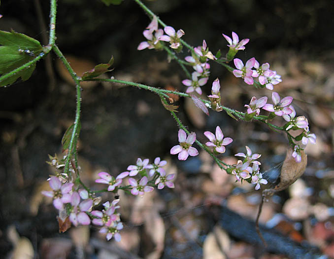 Detailed Picture 4 of Boykinia occidentalis