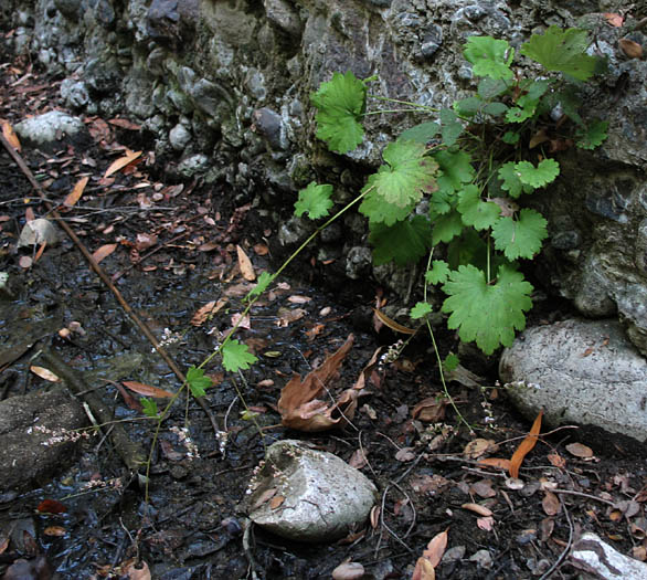 Detailed Picture 6 of Boykinia occidentalis