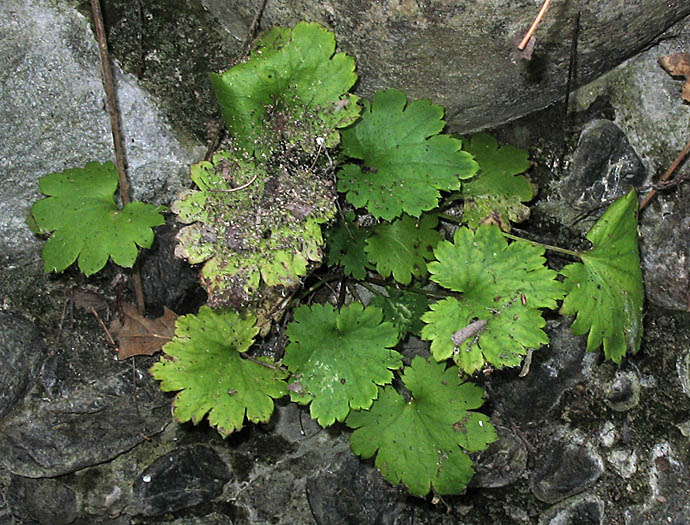 Detailed Picture 5 of Boykinia occidentalis