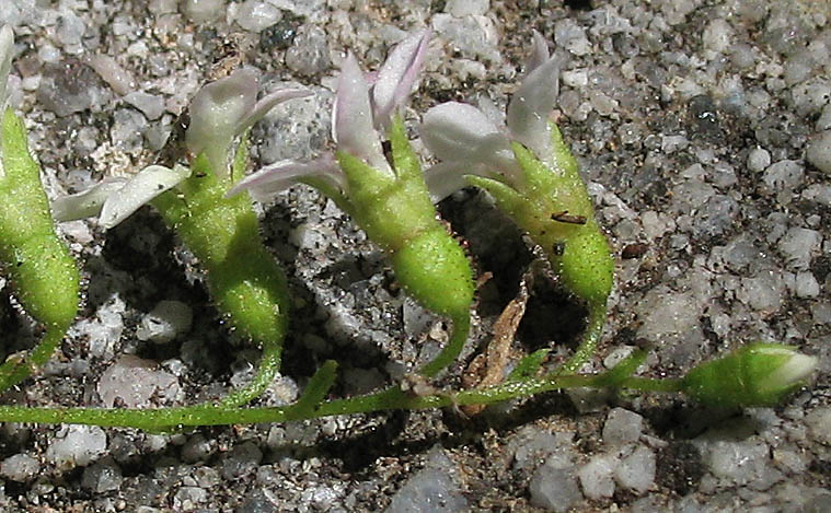 Detailed Picture 3 of Boykinia occidentalis