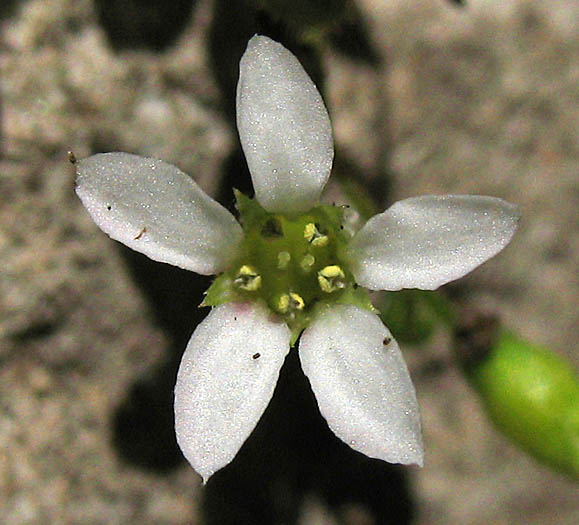 Detailed Picture 1 of Boykinia occidentalis