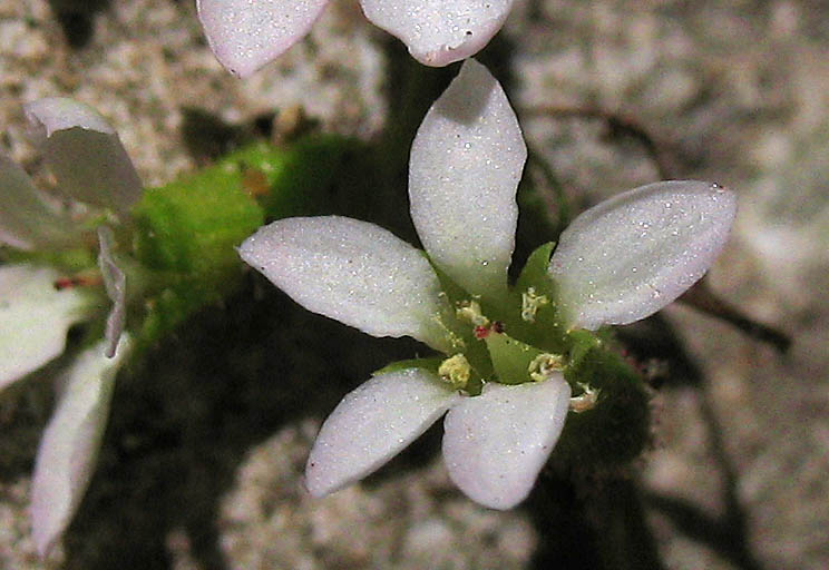 Detailed Picture 2 of Boykinia occidentalis
