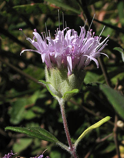 Detailed Picture 3 of Monardella hypoleuca ssp. hypoleuca