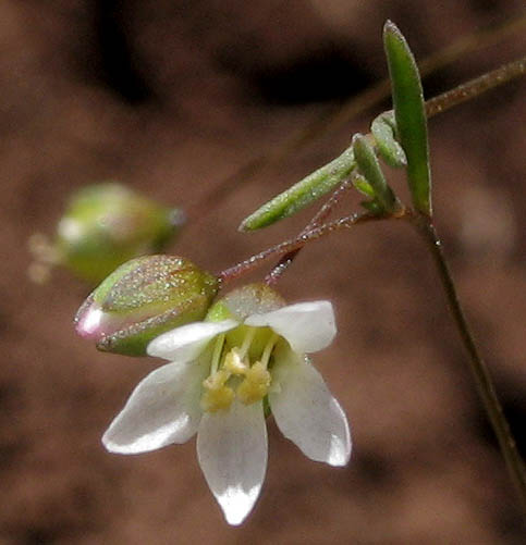 Detailed Picture 2 of Hesperolinon micranthum