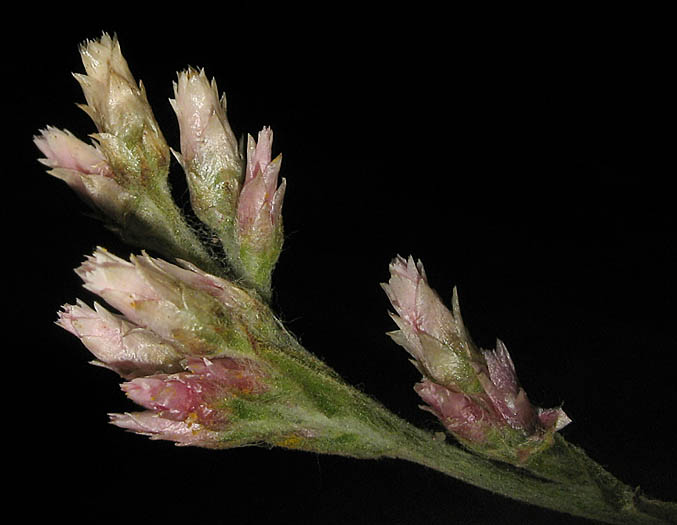 Detailed Picture 2 of Pseudognaphalium ramosissimum