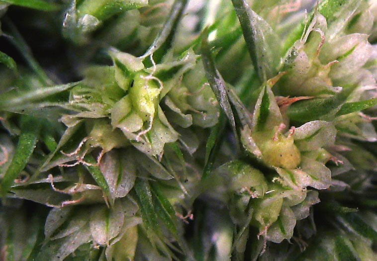 Detailed Picture 2 of Amaranthus retroflexus