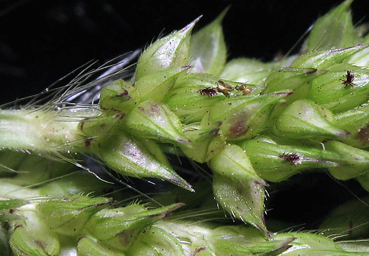 Detailed Picture 1 of Echinochloa crus-galli