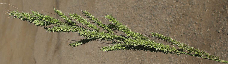 Detailed Picture 5 of Echinochloa crus-galli