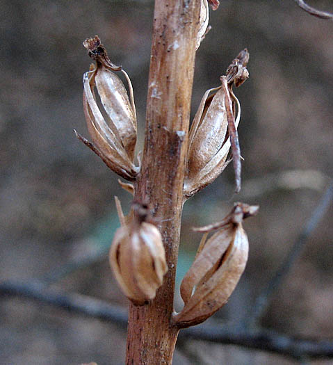 Detailed Picture 6 of Piperia unalascensis