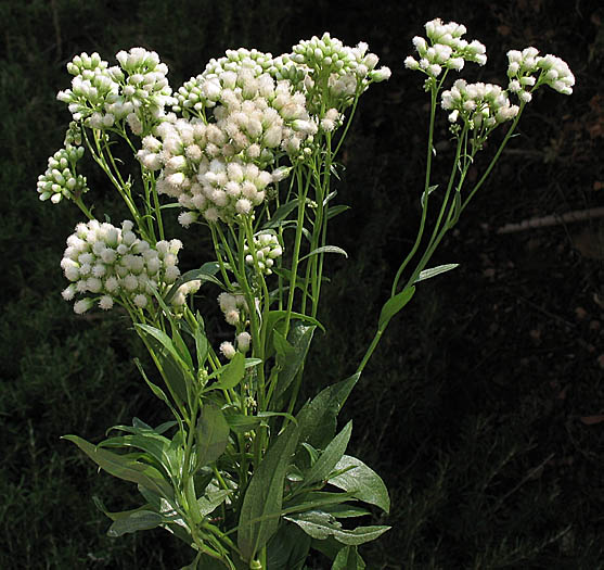 Detailed Picture 6 of Baccharis glutinosa