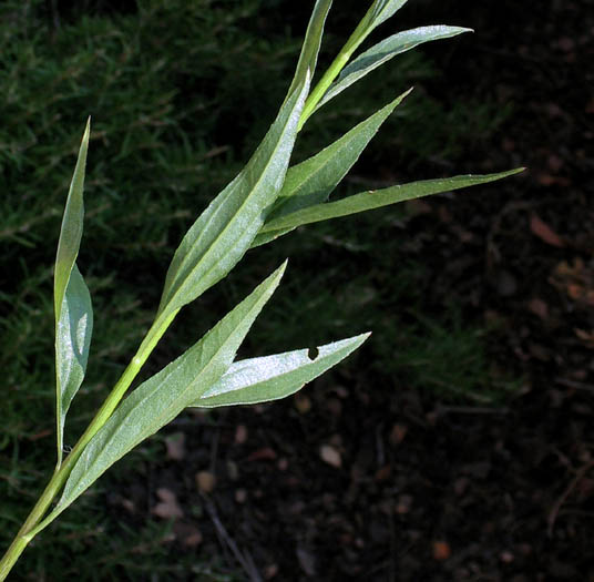 Detailed Picture 7 of Baccharis glutinosa