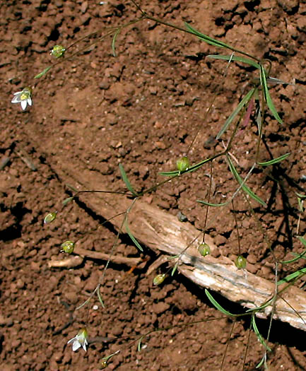 Detailed Picture 3 of Hesperolinon micranthum